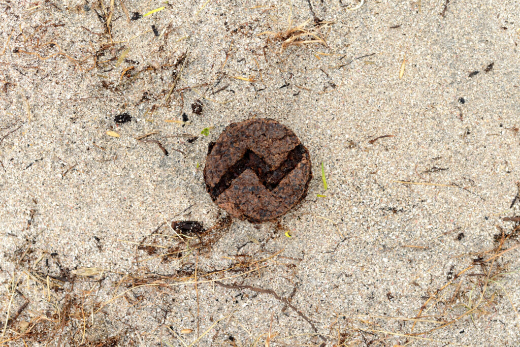 Seaweed talisman placed on sandy machair ground.